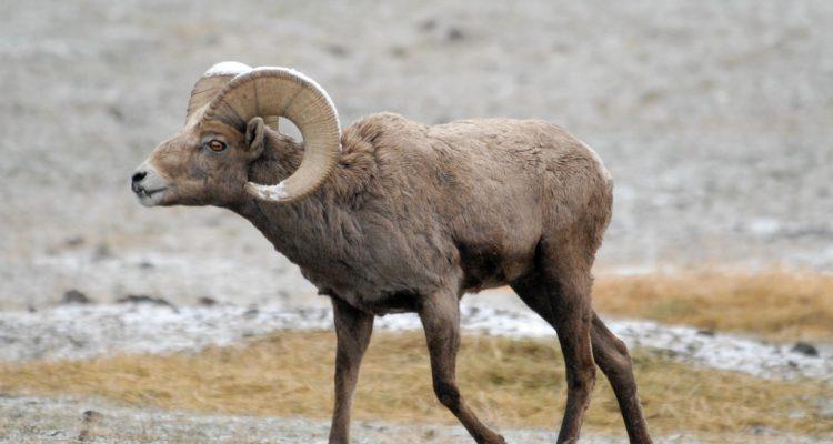Ovis canadensis sierrae
