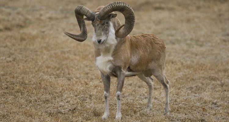 Ovis vignei vignei