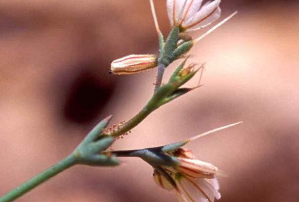 Oxytheca parishii var. goodmaniana