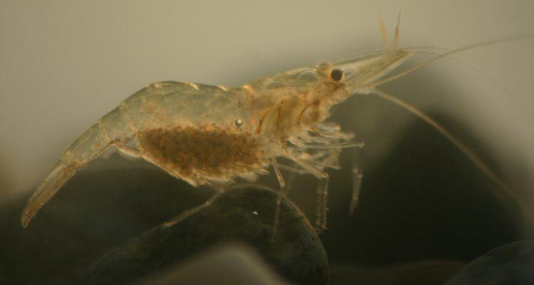 Palaemonetes cummingi