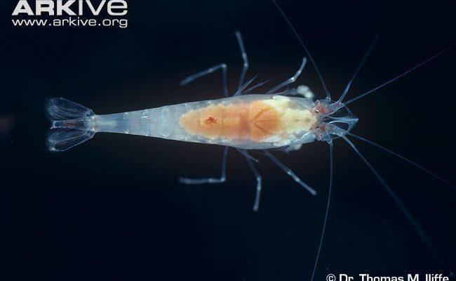 Palaemonias alabamae