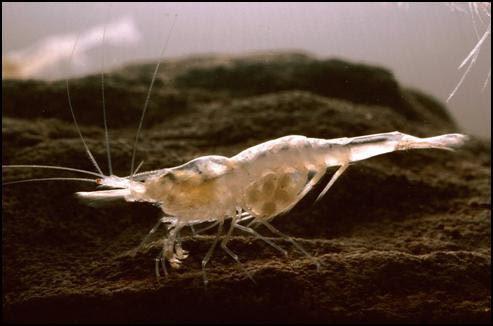 Palaemonias ganteri