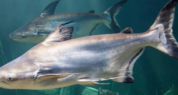 Pangasius sanitwongsei