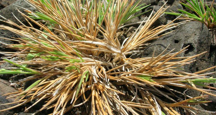 Panicum fauriei var. carteri