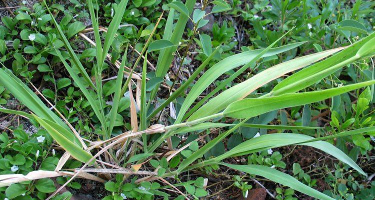 Panicum niihauense
