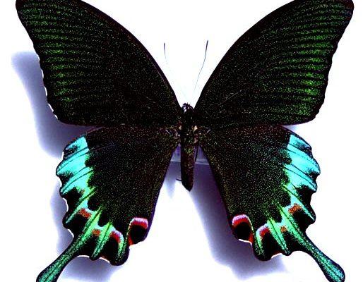 Papilio chikae