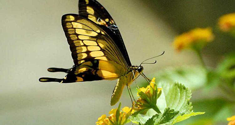 Papilio homerus