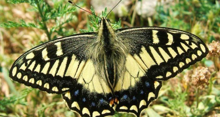 Papilio hospiton