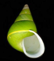Papustyla pulcherrima