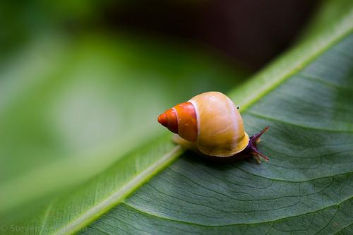 Partula gibba