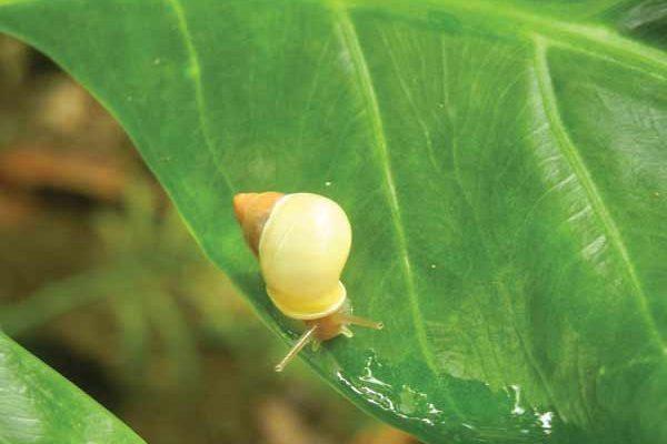Partula langfordi
