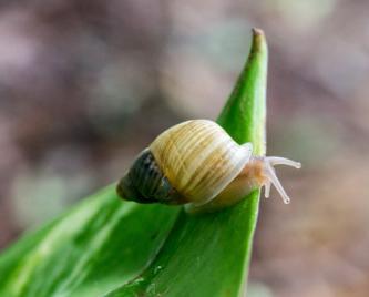 Partula radiolata