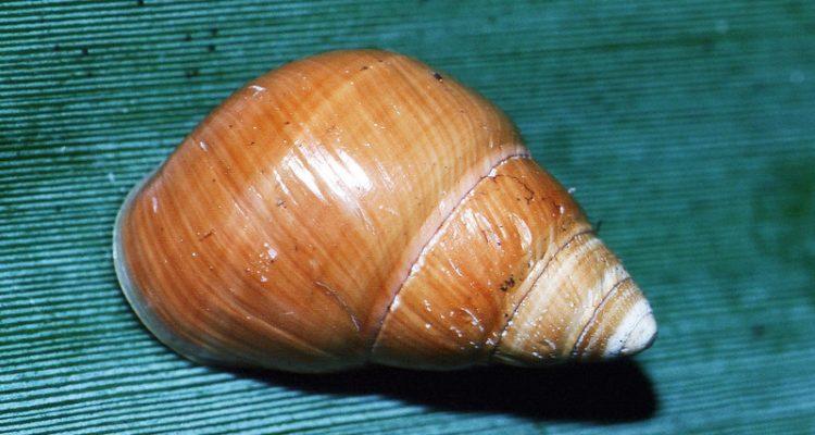 Partulina semicarinata