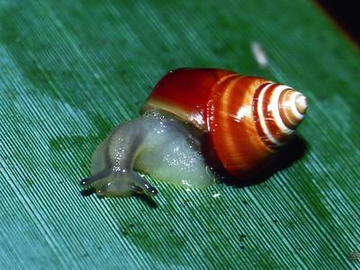 Partulina variabilis