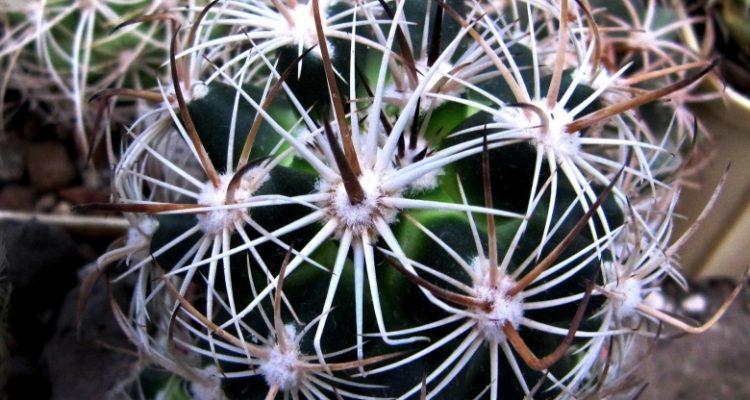 Pediocactus (=Echinocactus,=Utahia) sileri