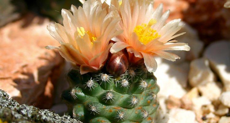 Pediocactus despainii