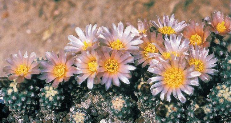 Pediocactus knowltonii