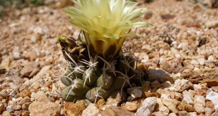 Pediocactus peeblesianus fickeiseniae