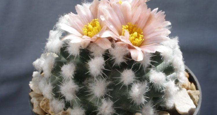 Pediocactus winkleri