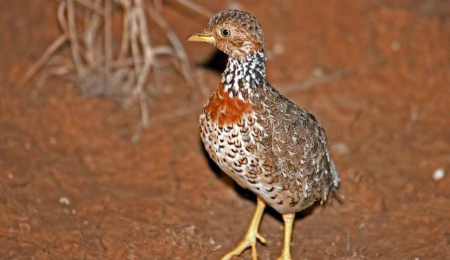 Pedionomous torquatus