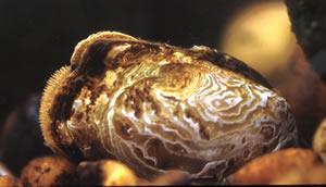 Pegias fabula