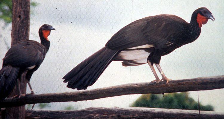 Penelope albipennis