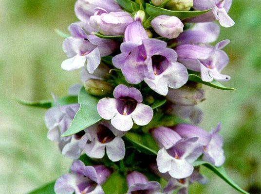 Penstemon haydenii