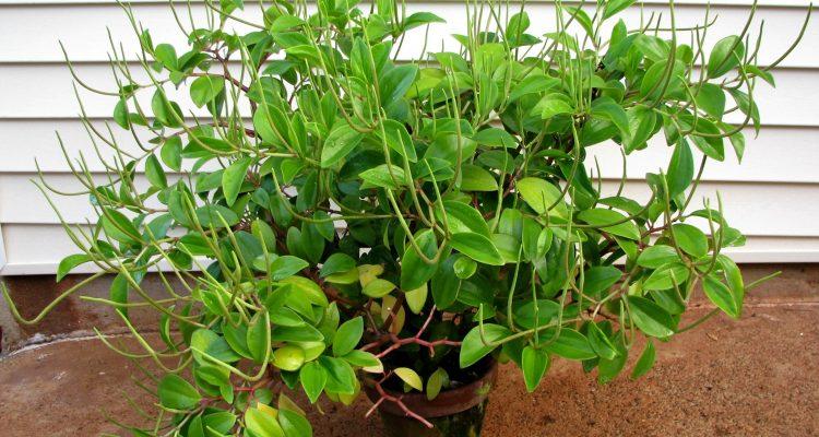 Peperomia wheeleri