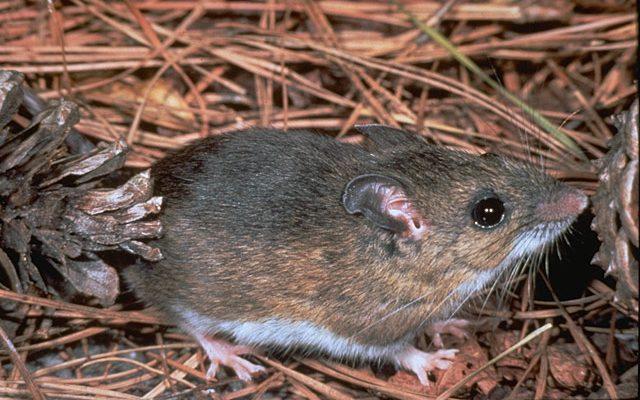 Peromyscus gossypinus allapaticola