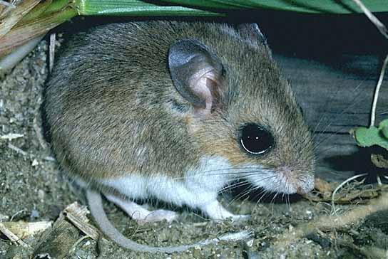 Peromyscus polionotus allophrys