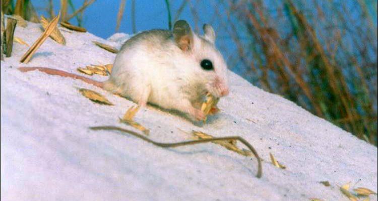Peromyscus polionotus ammobates