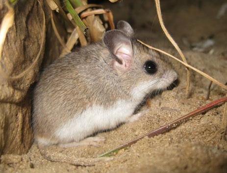 Peromyscus polionotus peninsularis