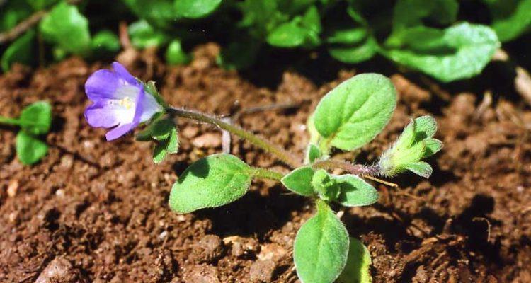 Phacelia insularis ssp. insularis