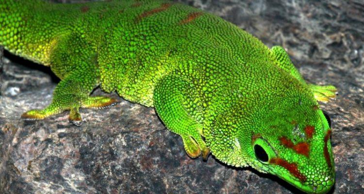 Phelsuma edwardnewtoni