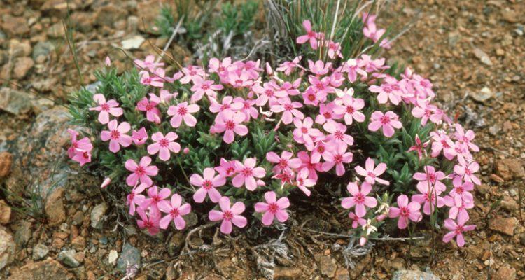 Phlox hirsuta
