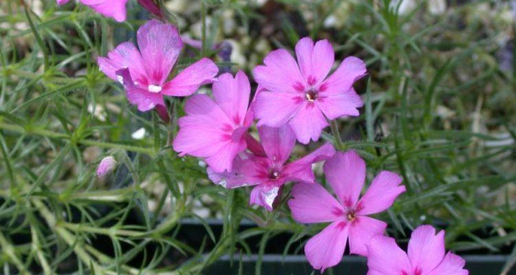 Phlox nivalis ssp. texensis