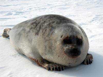 Phoca (=Pusa) hispida botnica