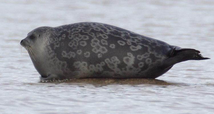 Phoca (=Pusa) hispida hispida