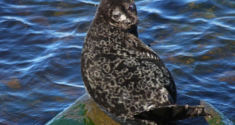 Phoca (=Pusa) hispida ladogensis