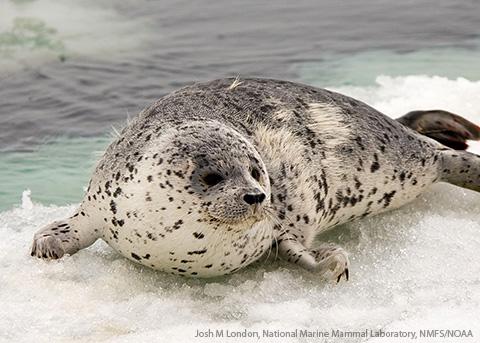 Phoca largha