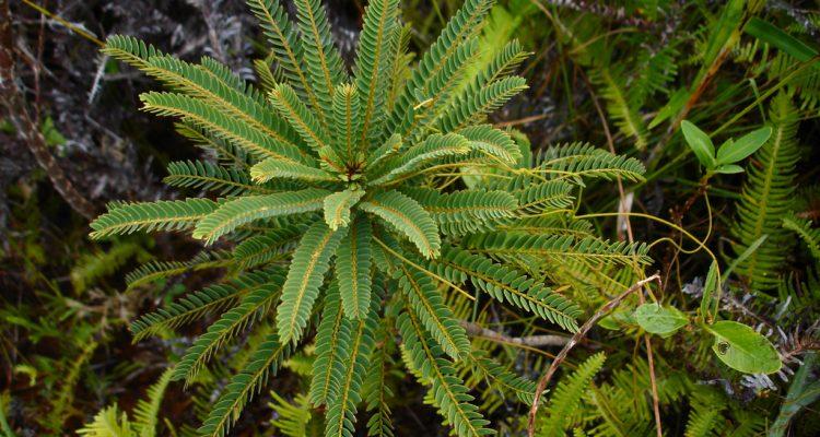 Phyllanthus saffordii