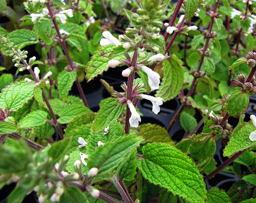 Phyllostegia bracteata