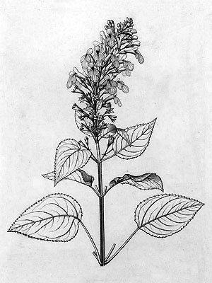 Phyllostegia glabra var. lanaiensis