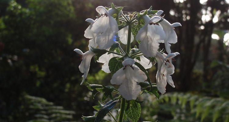 Phyllostegia haliakalae