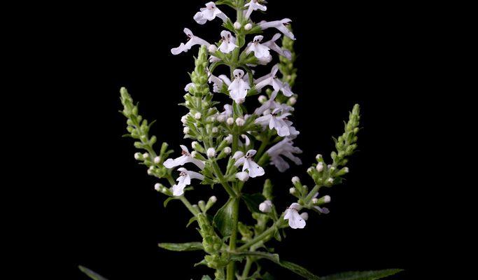 Phyllostegia hirsuta