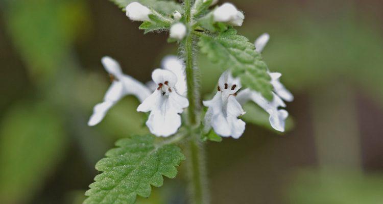 Phyllostegia hispida
