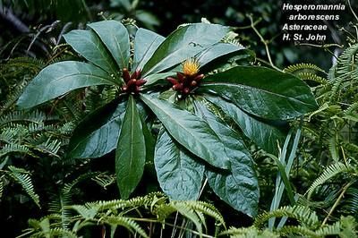 Phyllostegia mannii