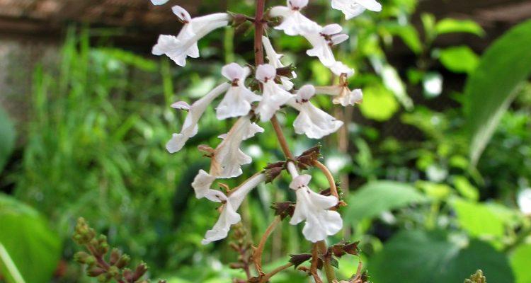 Phyllostegia mollis