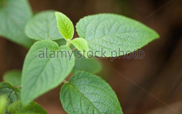 Phyllostegia pilosa