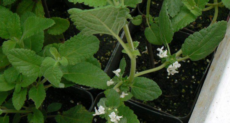 Phyllostegia racemosa